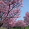桜　満開