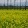 菜の花畑