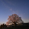 醍醐桜