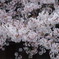 桜1