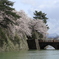 福井城址の桜Ⅱ