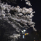 夜桜ⅰ