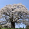 醍醐桜