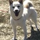 犬も喜ぶ日差しです！