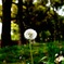 dandelion_1