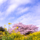菜花とサクラと青空