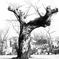 三神峯公園：さくら老木