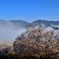 竹田城跡　桜と雲海