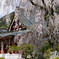 身延山久遠寺　枝垂桜