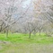 桜の門っぽく