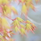 桜もいいけど、紅葉もね