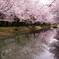 宇治川派流の桜４
