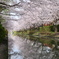 宇治川派流の桜５