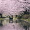 宇治川派流の桜６