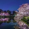 夜桜