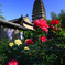 初夏の薦福寺