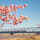 河津桜3