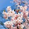 高遠小彼岸桜