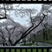 雨宿りに桜の額縁