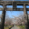 桜の季節(^^)/