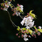 桜しずか