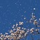 花吹雪
