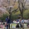 花吹雪