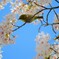 メジロと桜　1