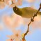 メジロと桜　2