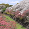 桜満開①