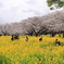 桜満開②