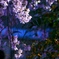枝垂れ桜