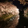 弘前夜桜