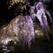 弘前夜桜
