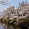 桜並木