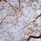 ふと見上げた空と桜