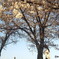 満開の桜、でも主役は「❢」
