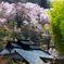 裏山も春