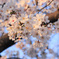 夕刻の桜