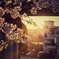 おは桜