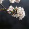 川沿いの桜