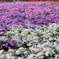 芝桜