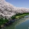 堤の桜