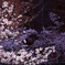 目黒川沿い浮かび上がる桜