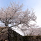 竹田城跡の桜３