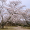 竹田城跡の桜４