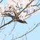 下降中枝向こうw