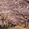 おの桜つづみ回廊の桜２