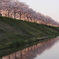 おの桜つづみ回廊の桜３