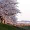 おの桜つづみ回廊の桜４